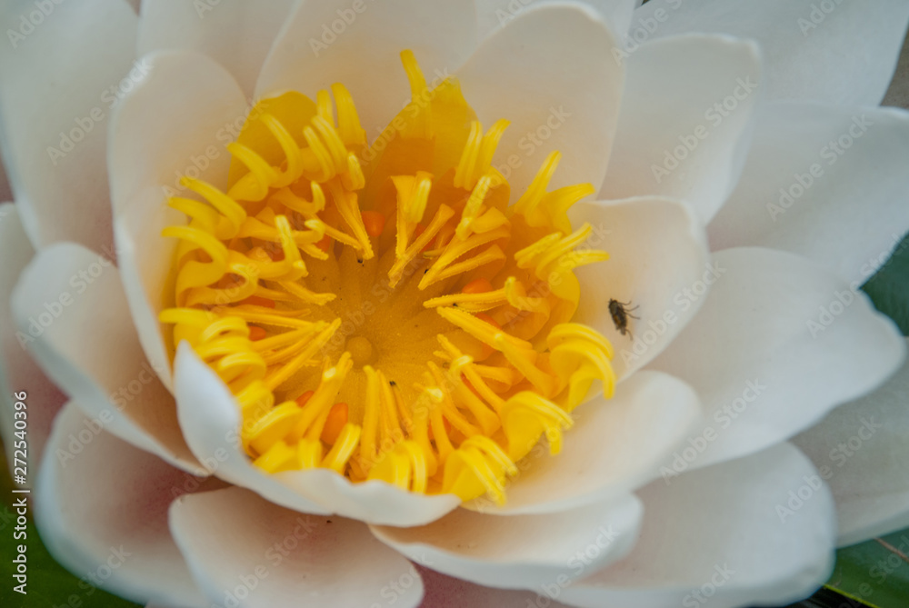 Fototapeta premium The white lotus blossomed in bright and refreshing morning sunshine offers a relaxing ambiance. .