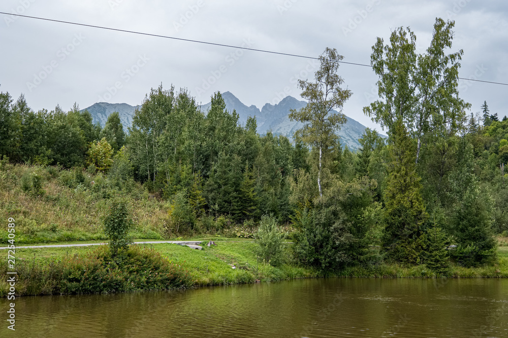 Obraz premium fresh green summer spring foliage textured background with blur