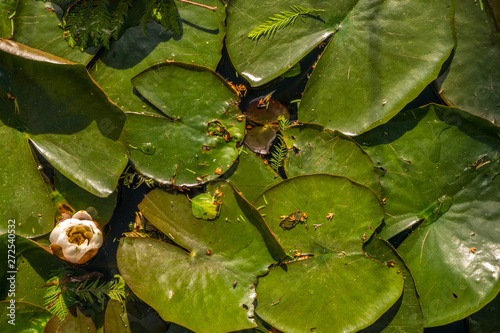 lily Lotuswater pond with water droplets on the leaves floating with selective focus on the subject.