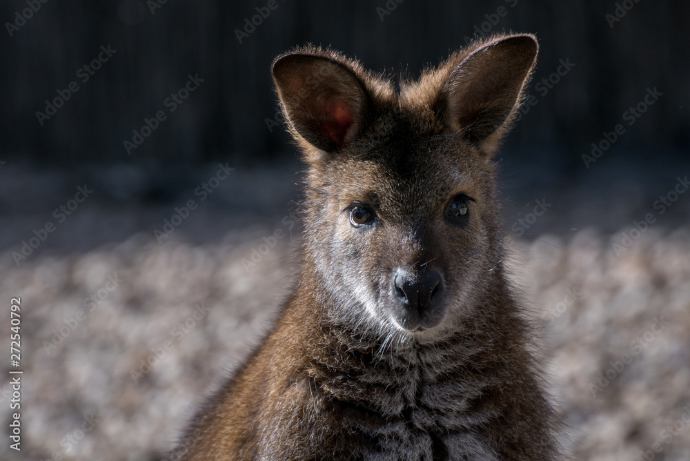 wallaby de bennet