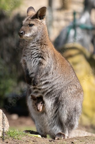 wallaby de bennet © Azahara