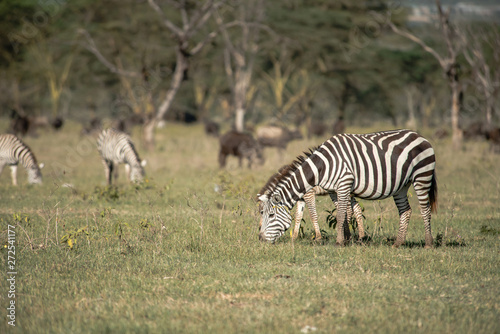 Fototapeta Naklejka Na Ścianę i Meble -  Beautiful zebras in Africa. Animal world