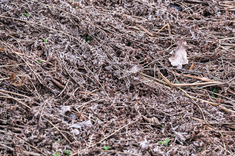 old dry vegetation texture in autumn nature old dry vegetation texture in autumn nature