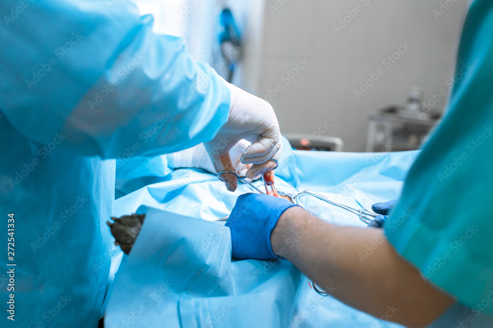Dog sterilization surgery. Surgeons at work on operating room Dog sterilization surgery. Surgeons at work on operating room