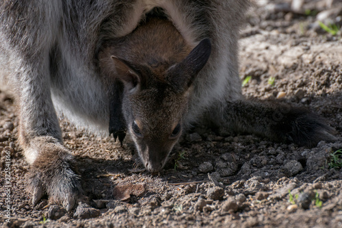 wallaby de bennet - joey in a pouch © Azahara