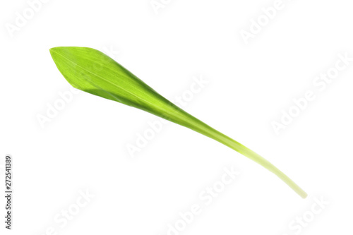 Leaf of wild garlic or ramson isolated on white