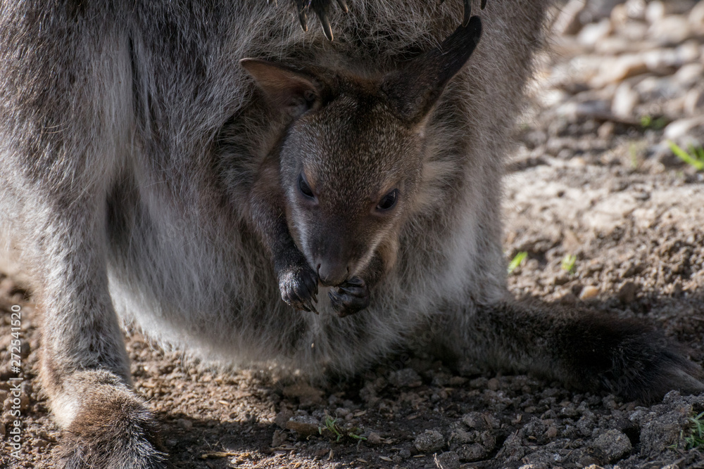 wallaby de bennet - joey in a pouch wallaby de bennet - joey in a pouch