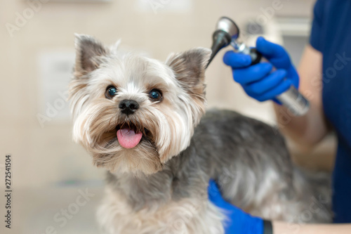 veterinarian exam a dog breed yorkshire terrier using otoscope in pet hospital