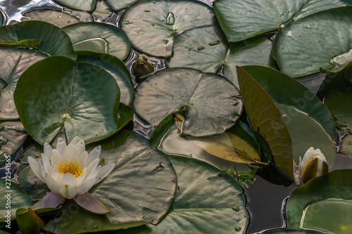 lily Lotuswater pond with water droplets on the leaves floating with selective focus on the subject. photo