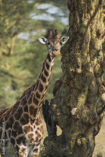 Beautiful giraffe in Africa. Animal world