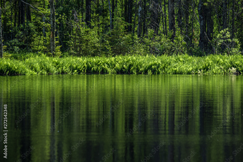 deep dark forest lake with reflections of trees and green foliage deep dark forest lake with reflections of trees and green foliage