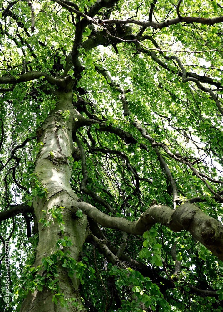 Fototapeta premium tree in the forest flowing dark branches bright green leaves willow
