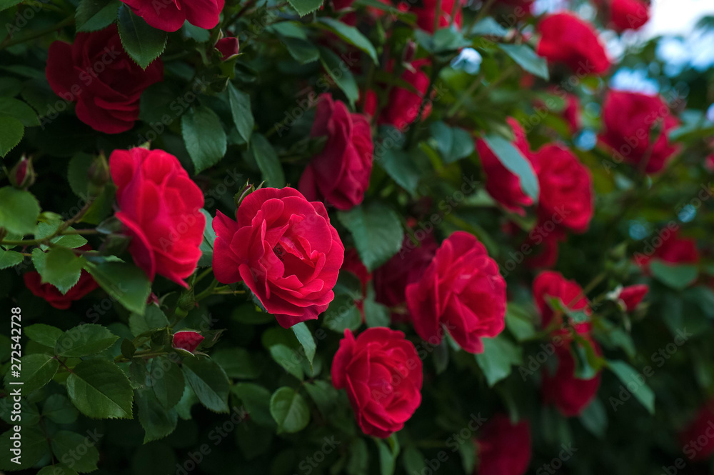 Red roses on a bush in a summer garden. Close-up of garden rose. Background with many red summer flowers. Bright red roses with buds on a background of a green bush. Red roses on a bush in a summer garden. Close-up of garden rose. Background with many red summer flowers. Bright red roses with buds on a background of a green bush.
