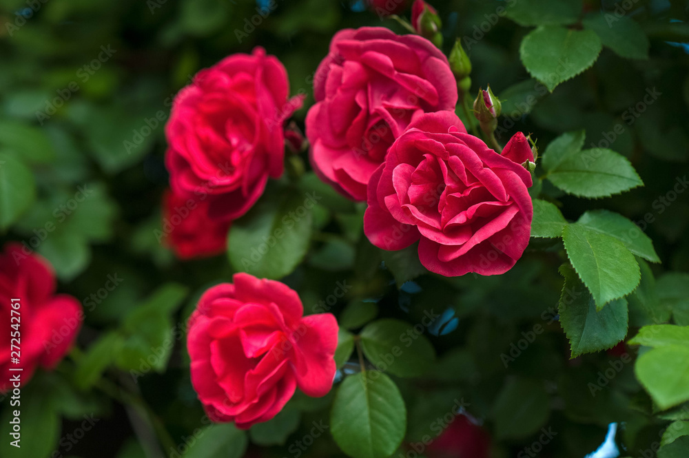 Red roses on a bush in a summer garden. Close-up of garden rose. Background with many red summer flowers. Bright red roses with buds on a background of a green bush. Red roses on a bush in a summer garden. Close-up of garden rose. Background with many red summer flowers. Bright red roses with buds on a background of a green bush.