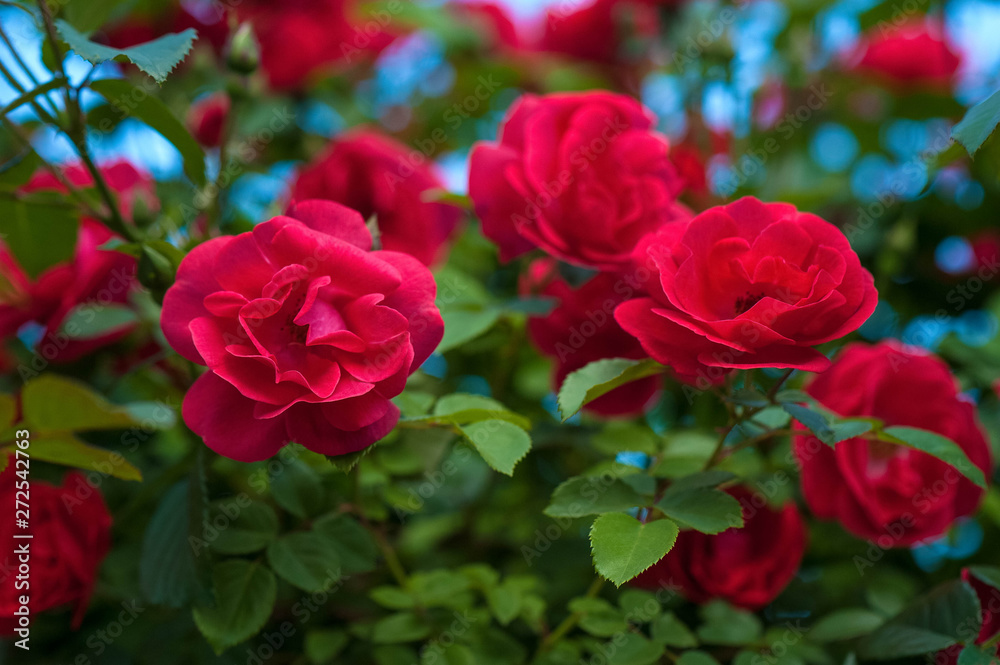 Red roses on a bush in a summer garden. Close-up of garden rose. Background with many red summer flowers. Bright red roses with buds on a background of a green bush. Red roses on a bush in a summer garden. Close-up of garden rose. Background with many red summer flowers. Bright red roses with buds on a background of a green bush.
