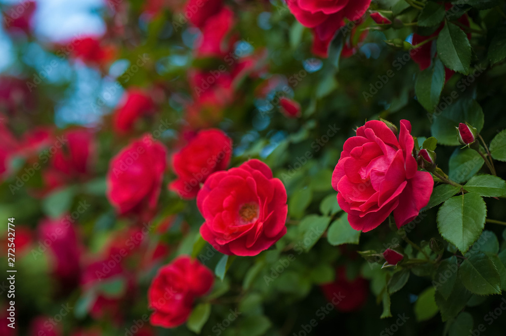Red roses on a bush in a summer garden. Close-up of garden rose. Background with many red summer flowers. Bright red roses with buds on a background of a green bush.