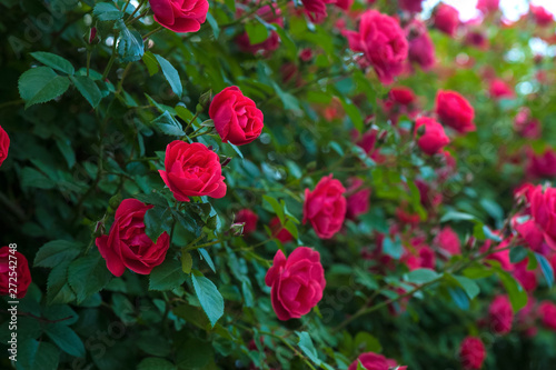 Red roses on a bush in a summer garden. Close-up of garden rose. Background with many red summer flowers. Bright red roses with buds on a background of a green bush.