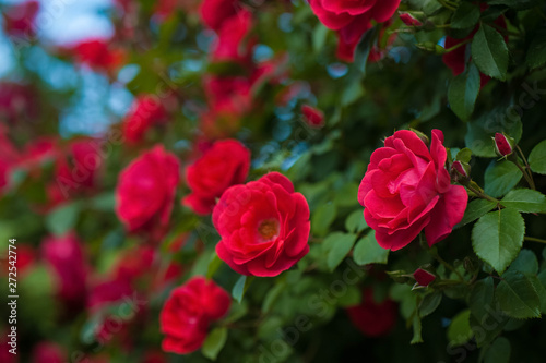 Red roses on a bush in a summer garden. Close-up of garden rose. Background with many red summer flowers. Bright red roses with buds on a background of a green bush.