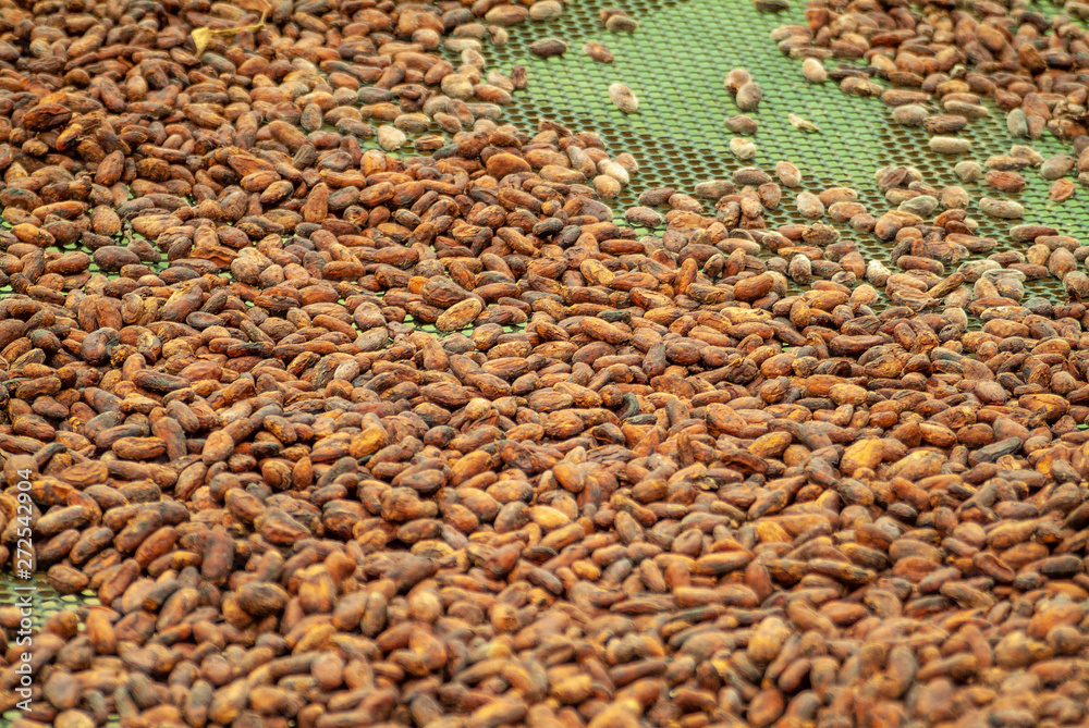 Obraz premium Cacao Beans Spread for Drying