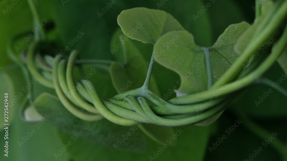 twisting vines green background twisting vines green background
