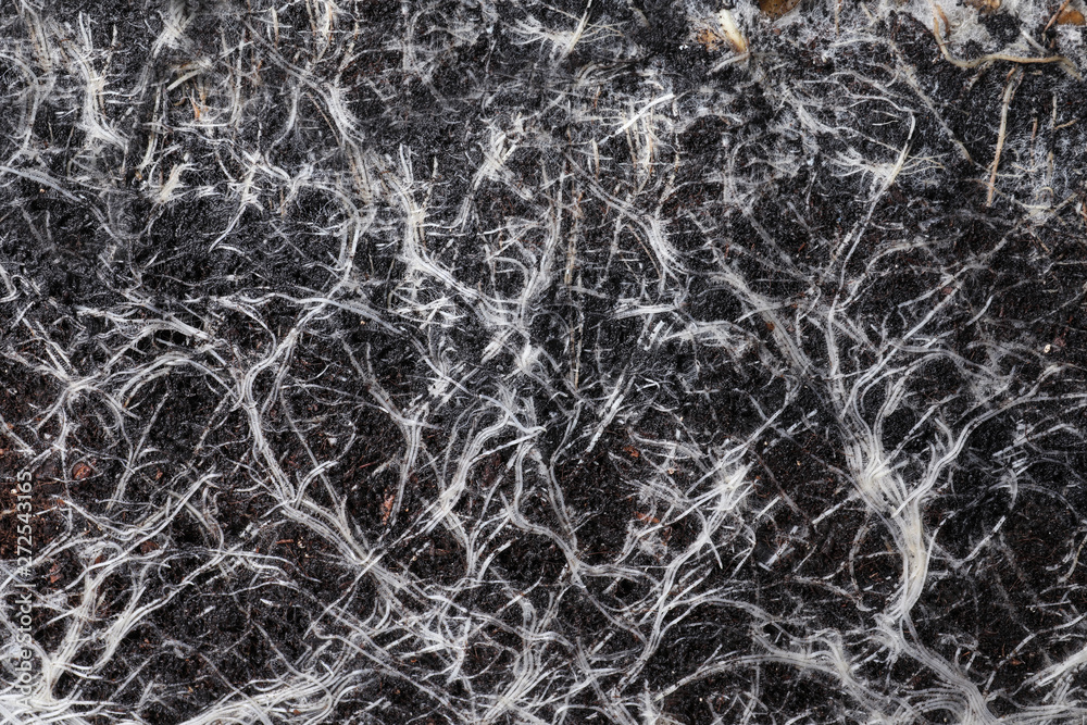 Closeup view of grass roots in soil as background Closeup view of grass roots in soil as background