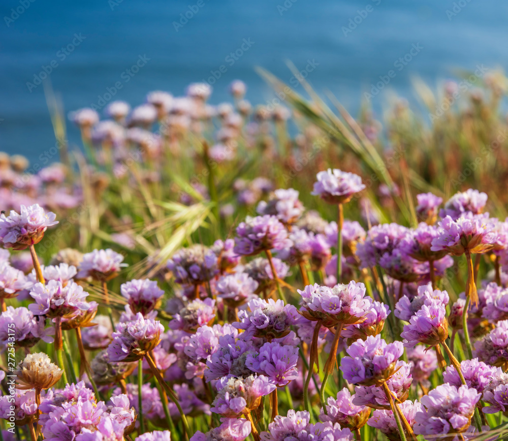 Obraz premium Pink Thrift grows in large clumps on the cliff top at Bournemouth
