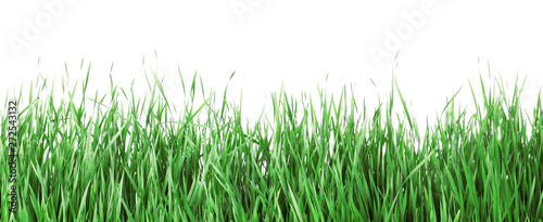 Beautiful vibrant green grass on white background