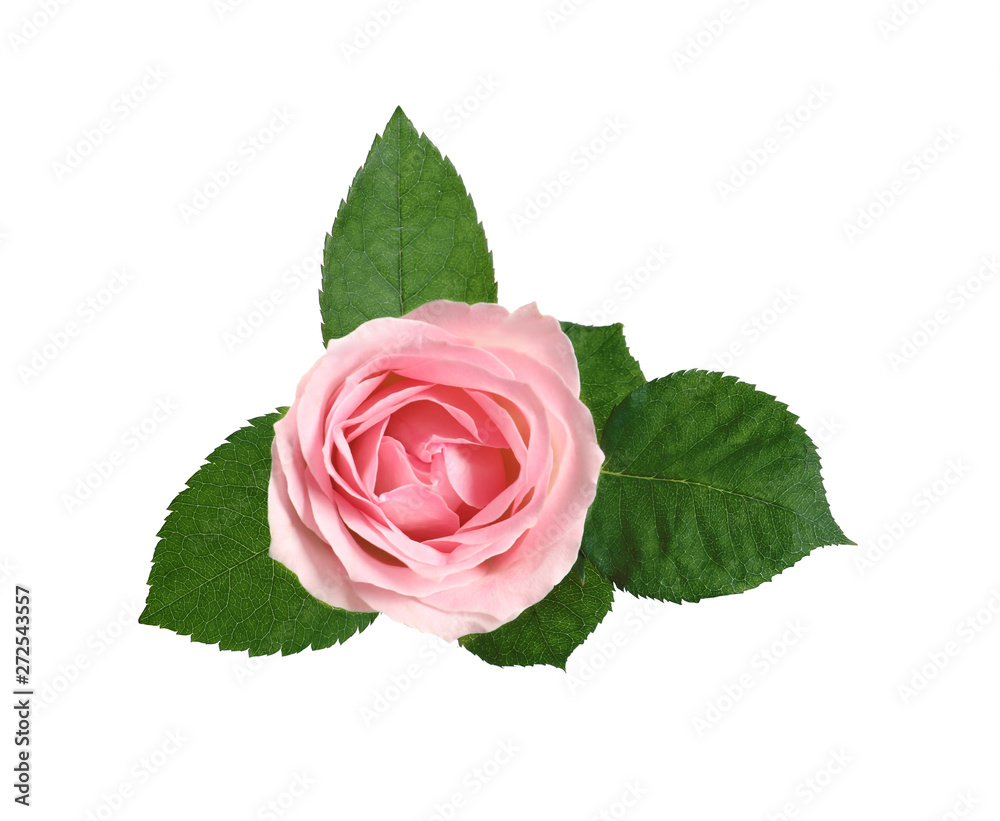Naklejka premium Beautiful blooming pink rose on white background, top view