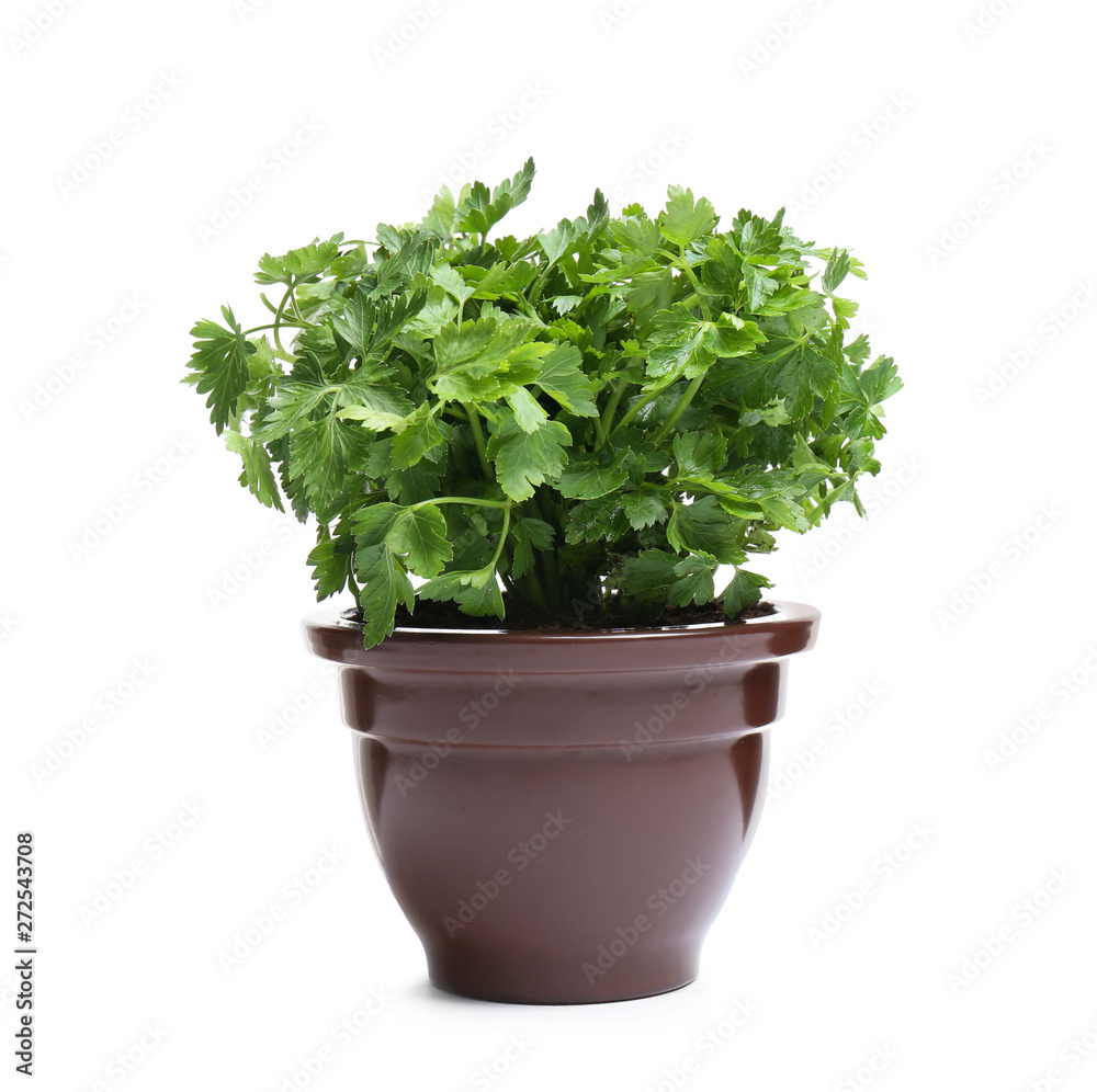 Fresh green organic parsley in pot on white background
