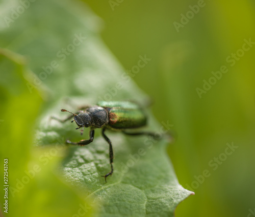 Beetle - Genus Dichelonyx - Chafers © Stefan