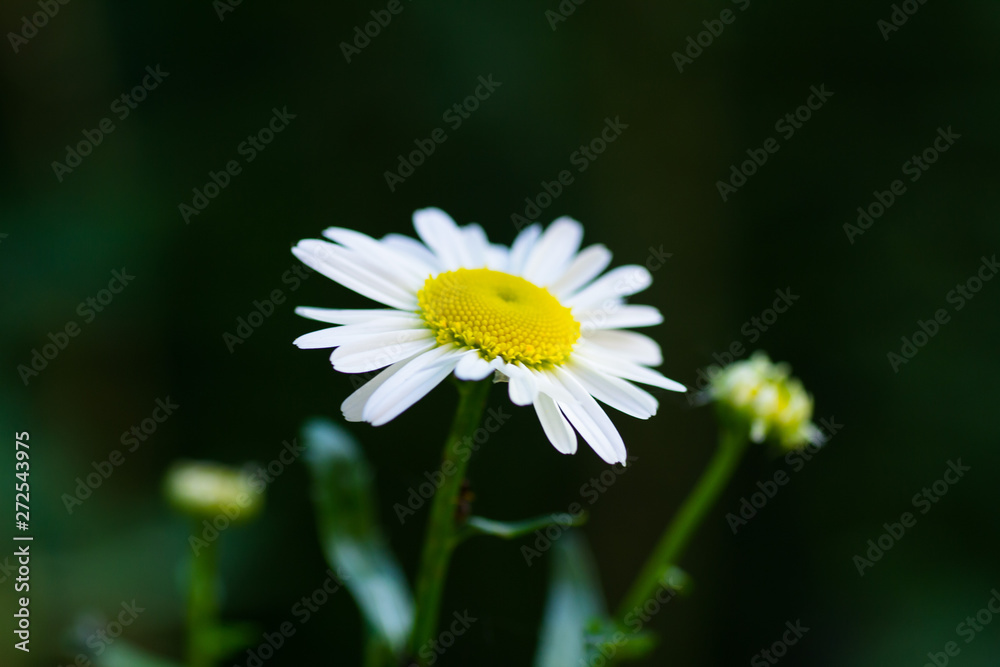 Blooming daisy on a dark background Blooming daisy on a dark background