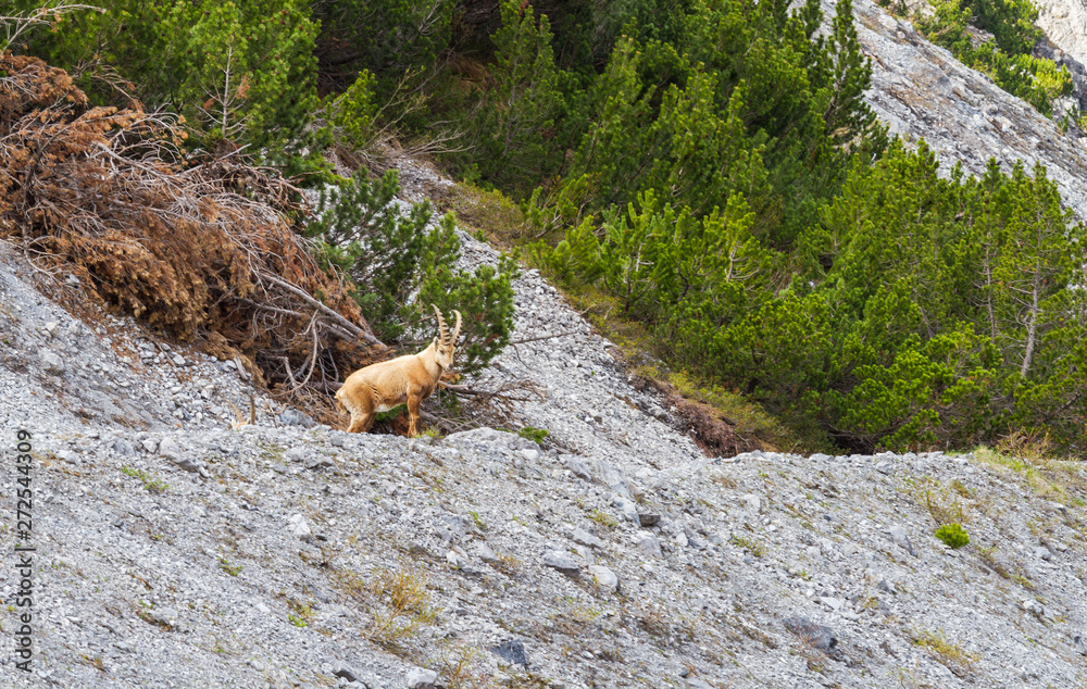 Ibex on mountain slope, beautiful wild alpine animal Ibex on mountain slope, beautiful wild alpine animal