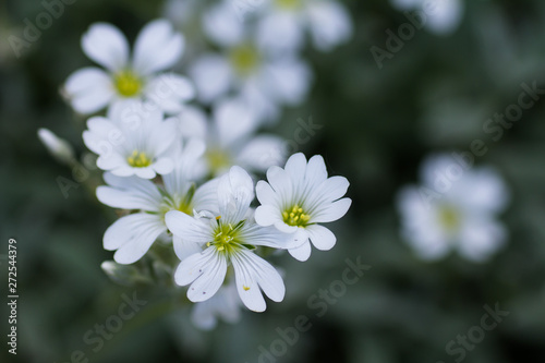 Little white flowers on a blurred background