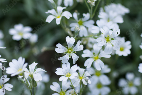 Little white flowers on a blurred background