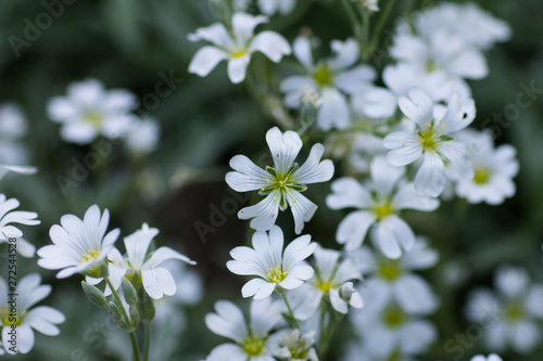 Little white flowers on a blurred background