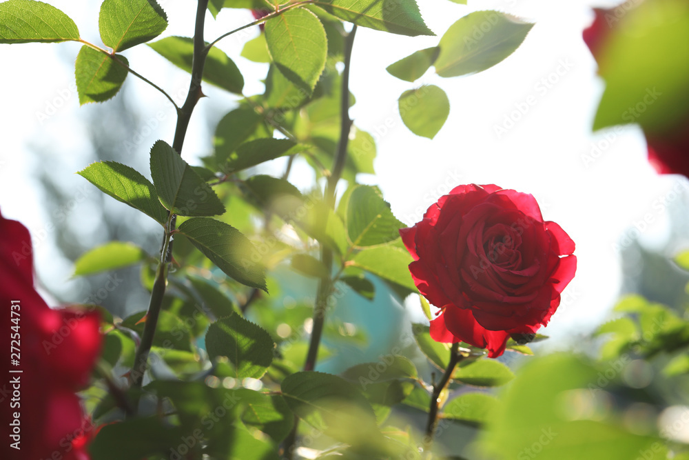 Beautiful blooming rose in garden on sunny day, space for text Beautiful blooming rose in garden on sunny day, space for text