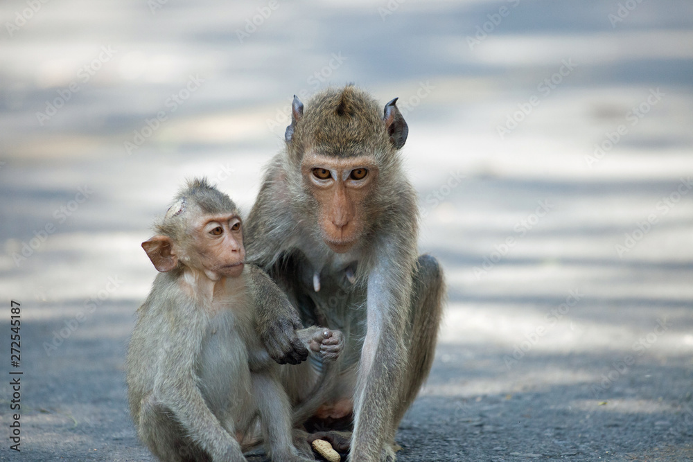 Naklejka premium 可愛いサル