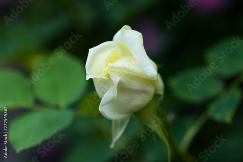 White rose closeup blooms in the garden