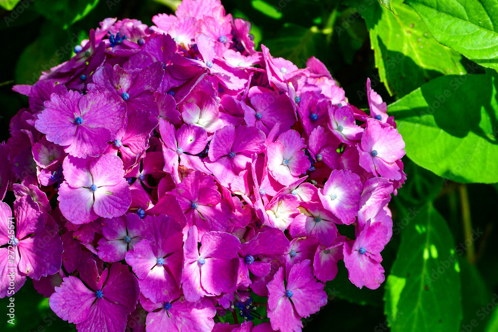 Fototapeta premium あじさい Hydrangea