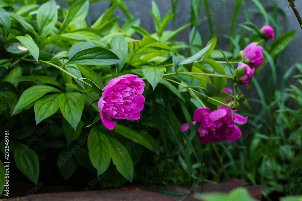 A bush of pink flowering peonies in the garden A bush of pink flowering peonies in the garden