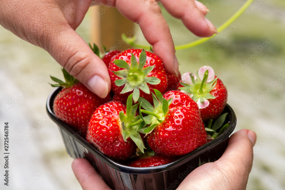 Obraz premium Harvest of fresh tasty ripe red strawberries growing on strawberry farm