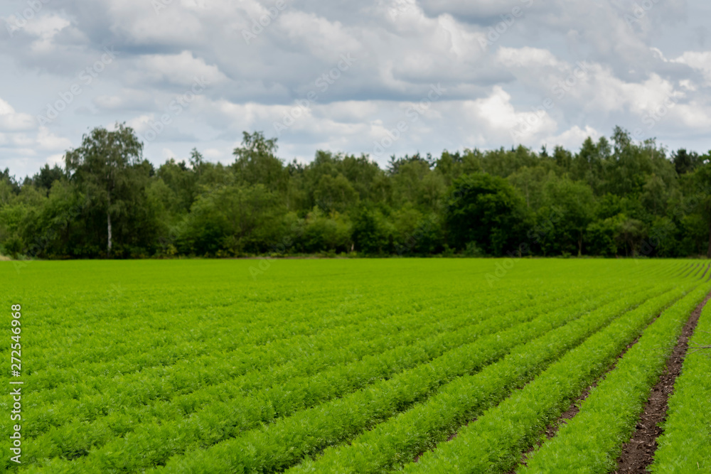 Field with green carrot plants growing in rows