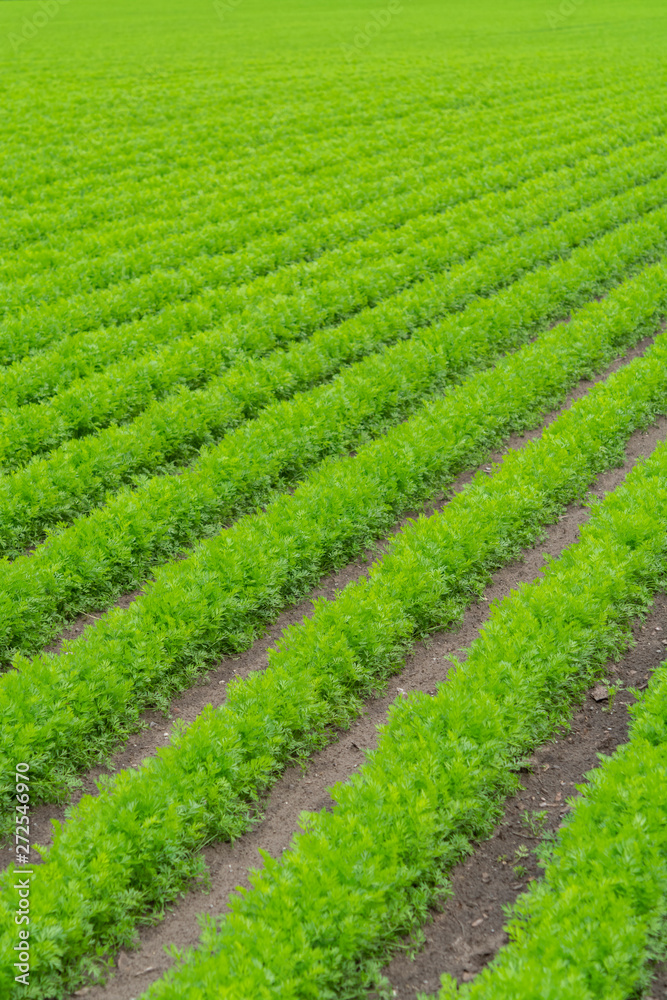 Field with green carrot plants growing in rows Field with green carrot plants growing in rows