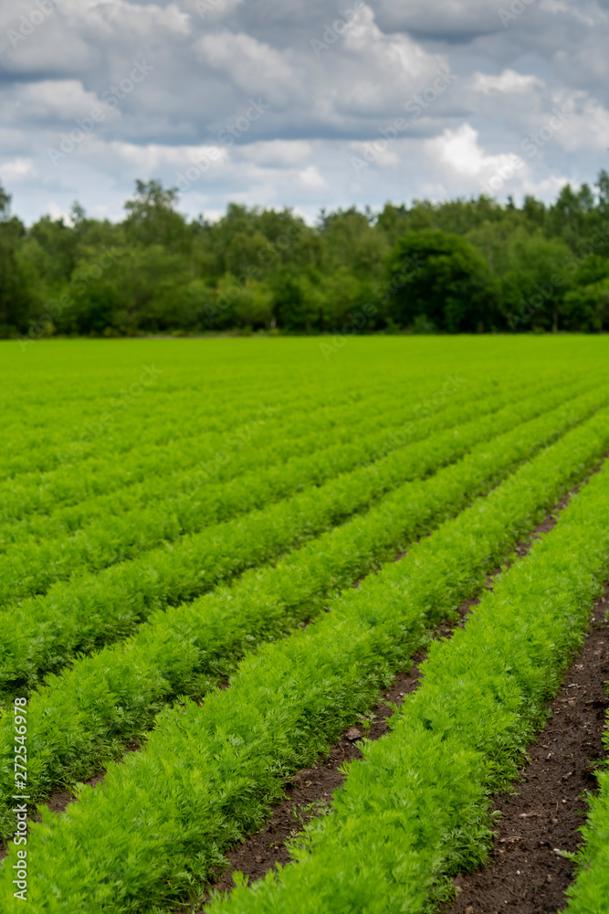 Field with green carrot plants growing in rows