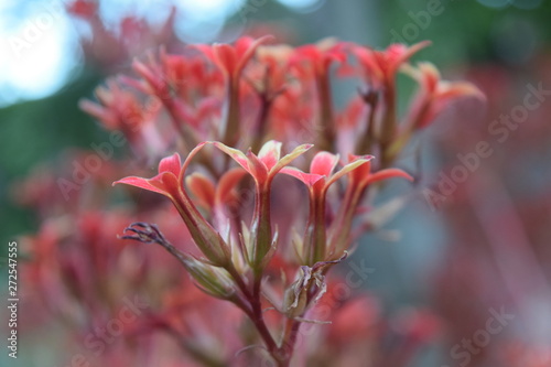 Flores de color blanco  naranja  p  rpura y rosa