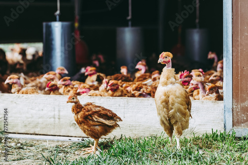 Poulets à cou nu élevés en plein air photo