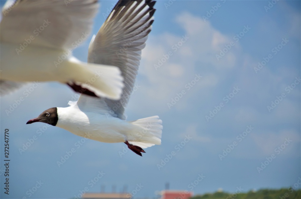 Fototapeta premium part of seagull