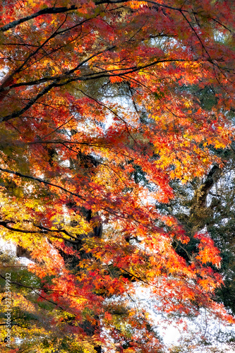 Autumn color of forest in Japan