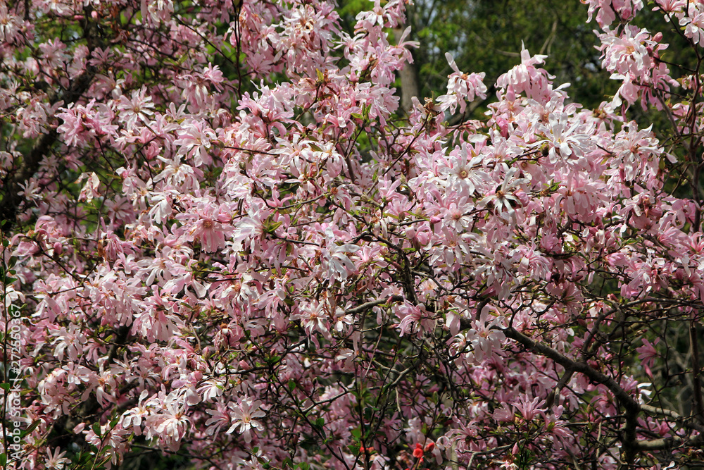 Many magnolia flowers as a floral background