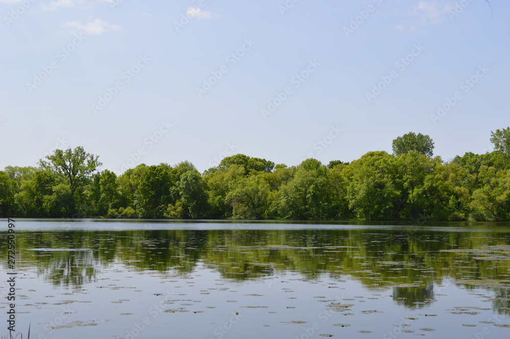 Fototapeta premium lake in the forest